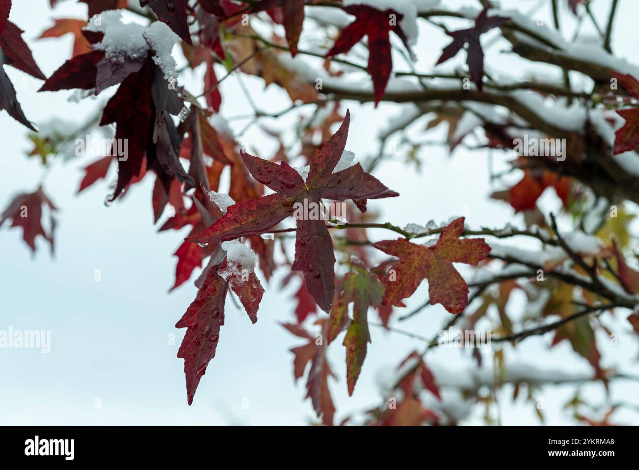 Foglie innevate di un Acer Foto Stock