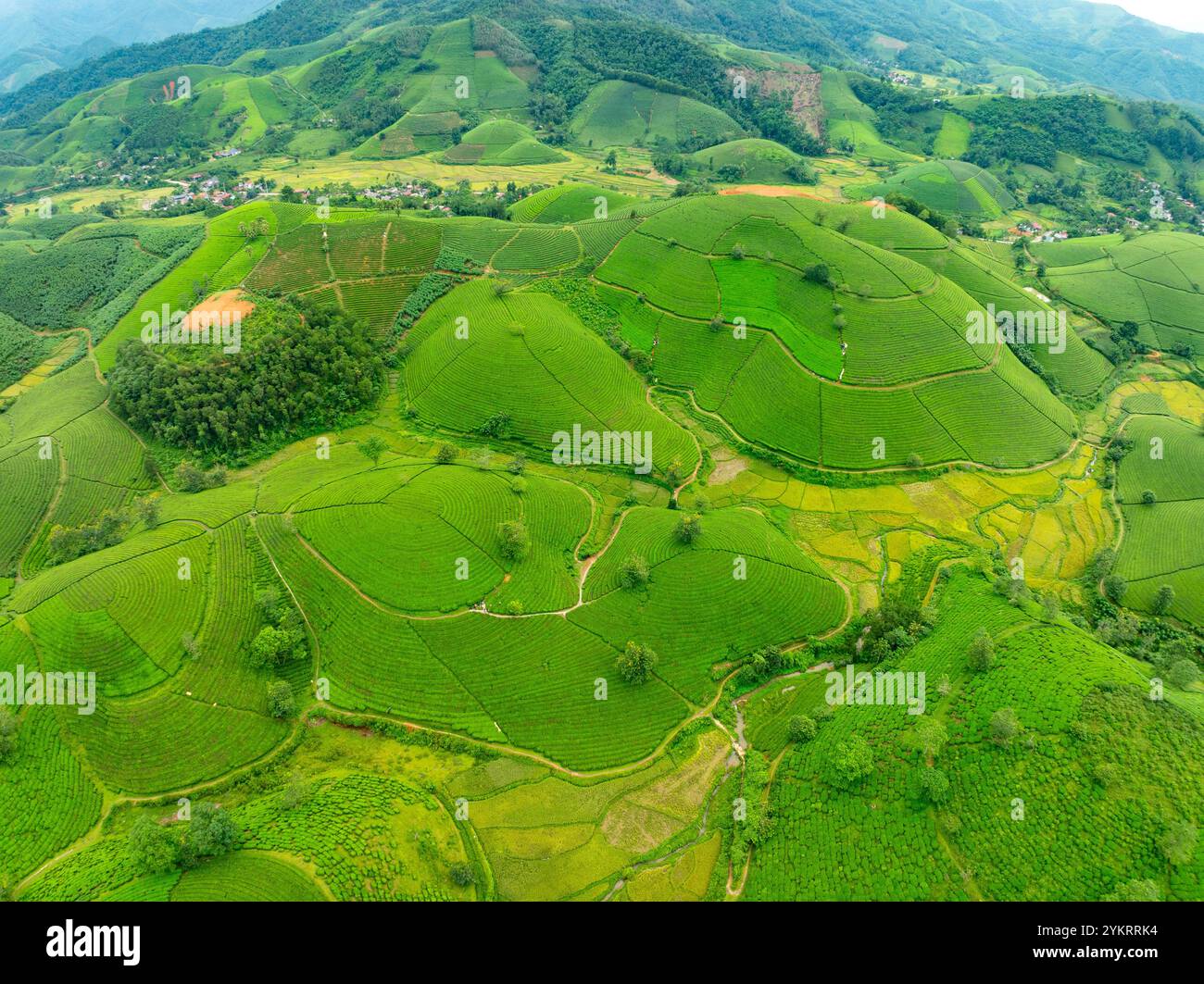 Vista ad alto angolo file di piantagione di tè crescente sulle montagne di Long Coc, provincia di Phu Tho, struttura di foglie di tè verde nel nord del Vietnam Foto Stock