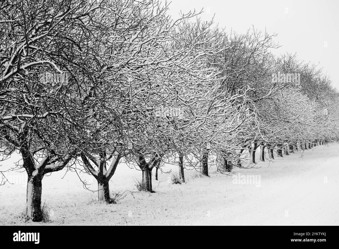 AUSTRIA / Lutzmannsburg / 15.12.2018 / © Alexander Magedler Foto Stock