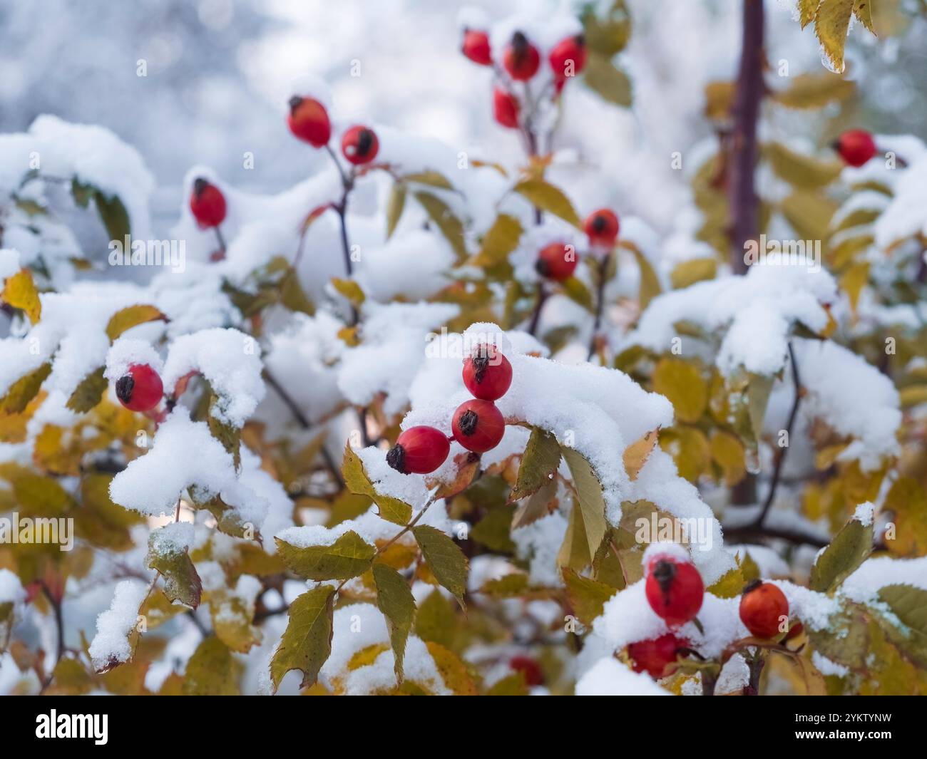 Frutti rossi maturi di rosa fianchi e foglie gialle di cespugli in autunno sotto la prima neve Foto Stock