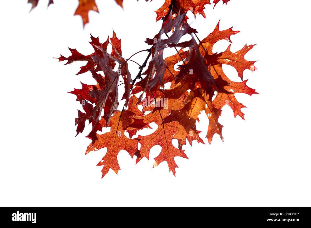 Un ramo con foglie rosse è illuminato dal sole su uno sfondo bianco durante l'autunno. Foto Stock