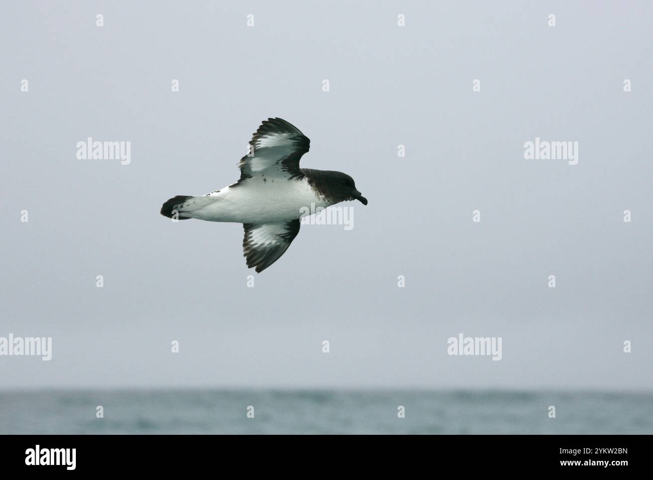 Cape pigeon Daption capense in volo Nuova Zelanda Foto Stock