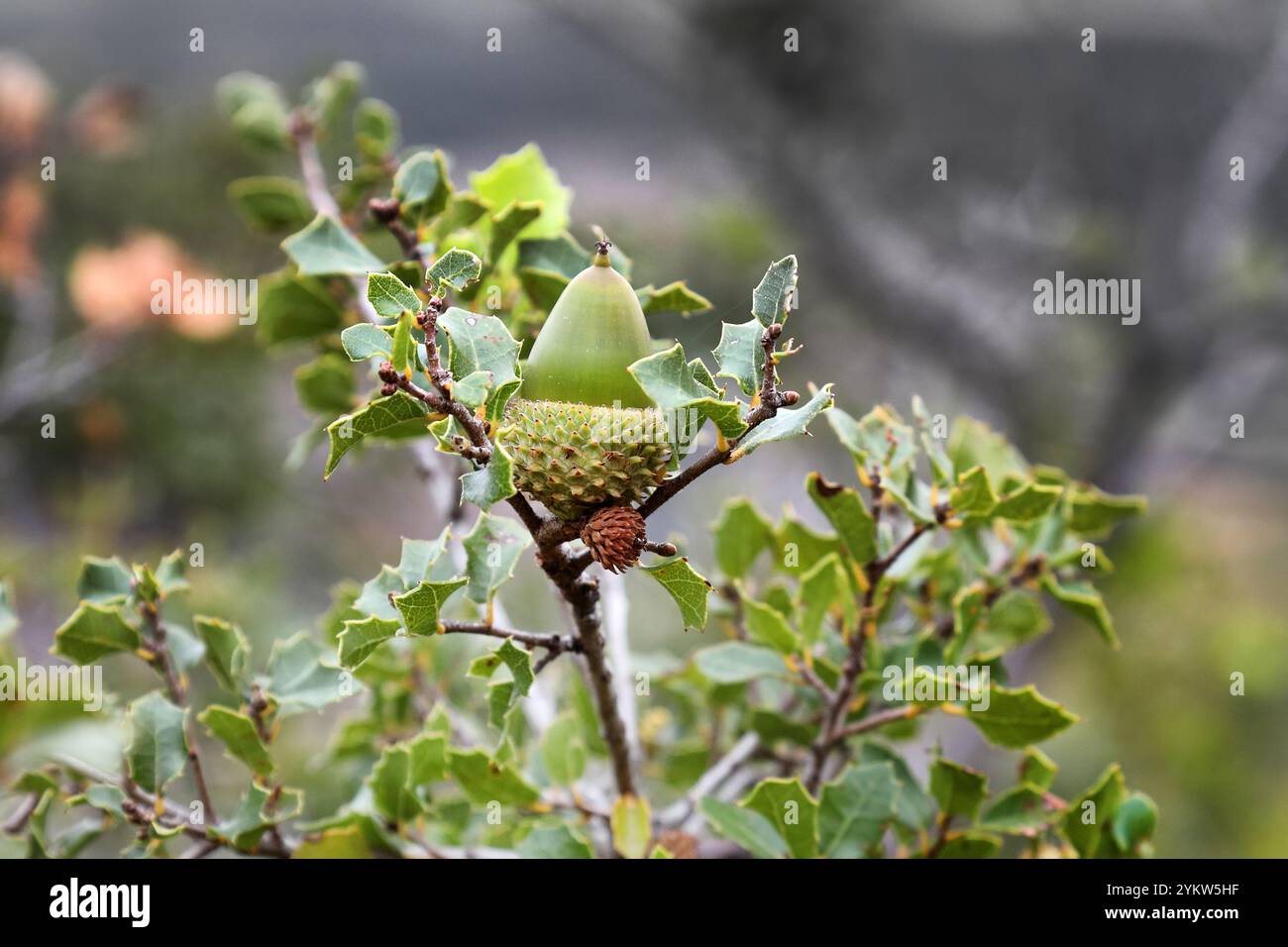 Quercia di Holm (Quercus ilex) con ghiande, Francia Foto Stock