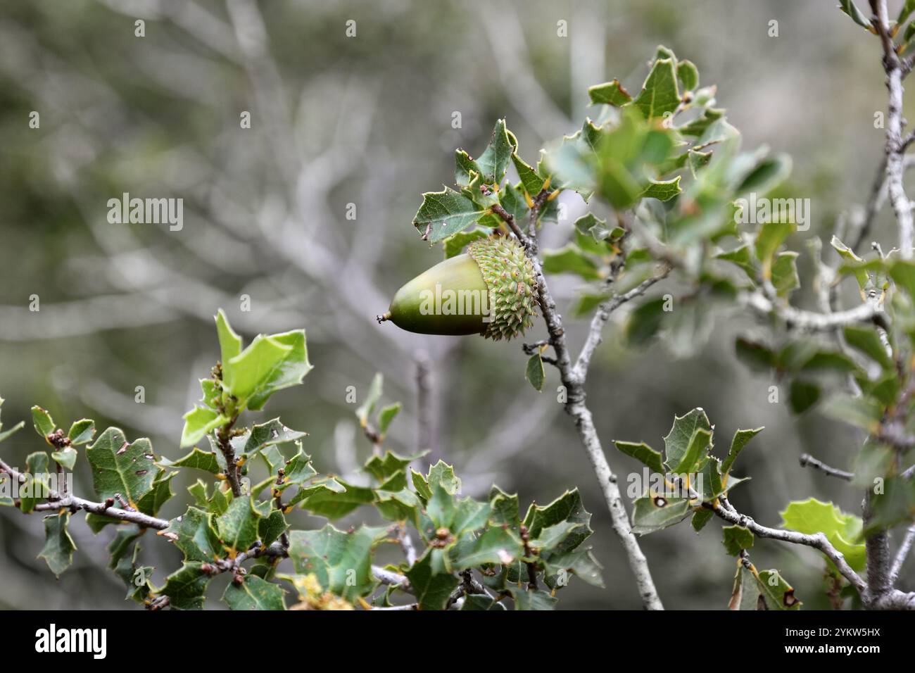 Quercia di Holm (Quercus ilex) con ghiande, Francia Foto Stock