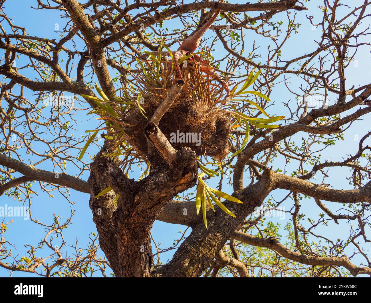 Orchidea leopardata con Aloe vera, provincia di Limpopo, Sudafrica Foto Stock