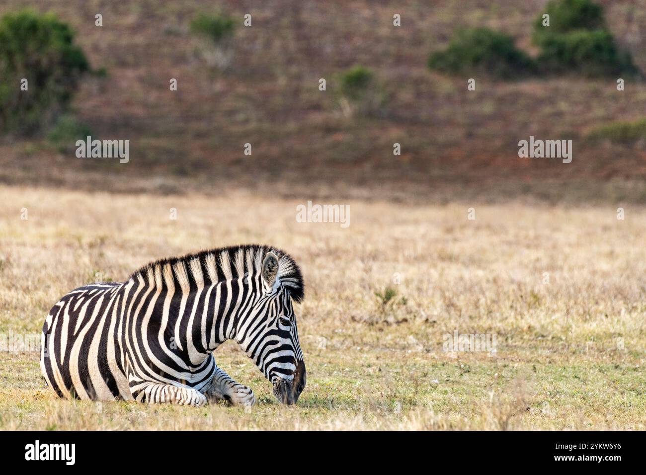 Una zebra solitaria che riposa e si siede da sola sull'erba alla Schotia Game Reserve, Capo Orientale, Sud Africa Foto Stock