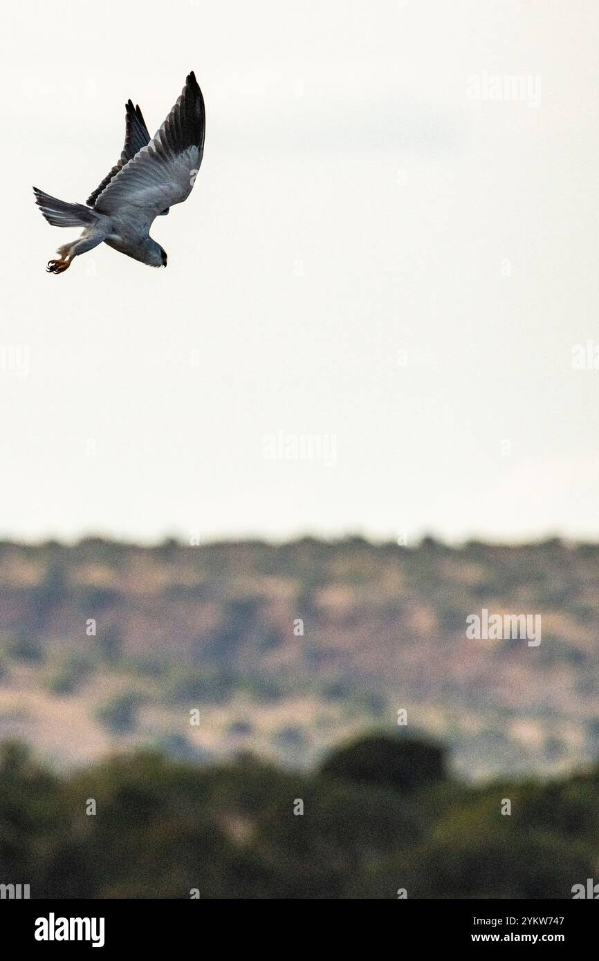Una caccia di falchi pellegrini che va a fare un'immersione per catturare le prede nella riserva di caccia di Schotia, Capo Orientale, Sud Africa Foto Stock
