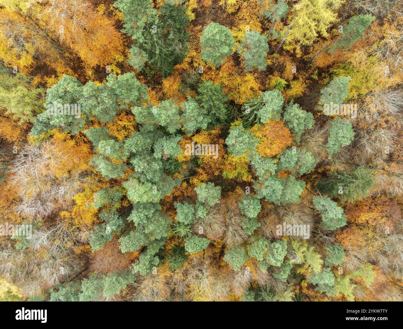 Vista aerea, vista dall'alto verso il basso di una colorata foresta autunnale, foresta mista, in autunno, dimensioni standard, Baden-Wuerttemberg, Germania, Europa Foto Stock