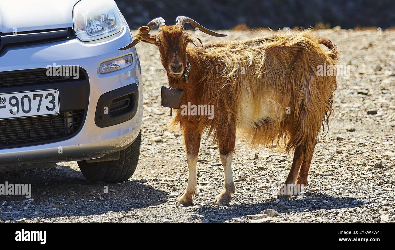 Capra bruna accanto a un'auto su una strada, ambiente urbano, capra (e), libera, centro nord dell'isola, montagne, Karpathos, Dodecaneso, isola greca Foto Stock