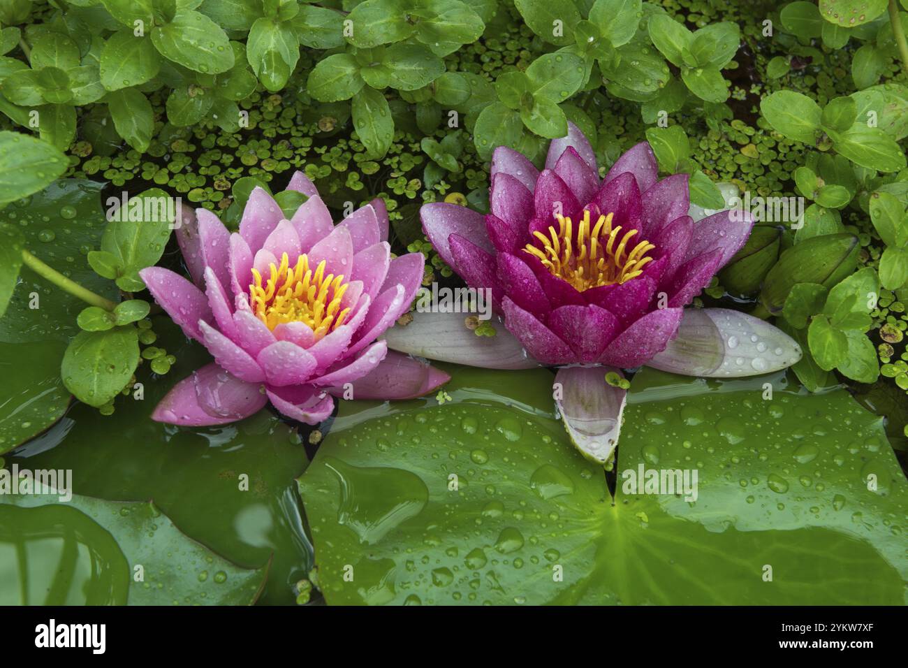 Ninfee rosse e rosa (Nymphaea) su foglie verdi in un laghetto, alghe d’anatra, rosa, Baden-Wuerttemberg, Germania, Europa Foto Stock
