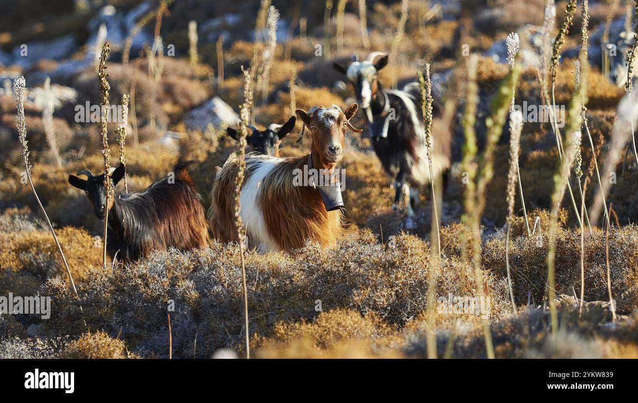 Capre in un paesaggio di prati soleggiati con piante alte, capre (e), a ovest del parco naturale Ntia-Lastos-Flaskounia, montagne, Karpathos, Dodec Foto Stock