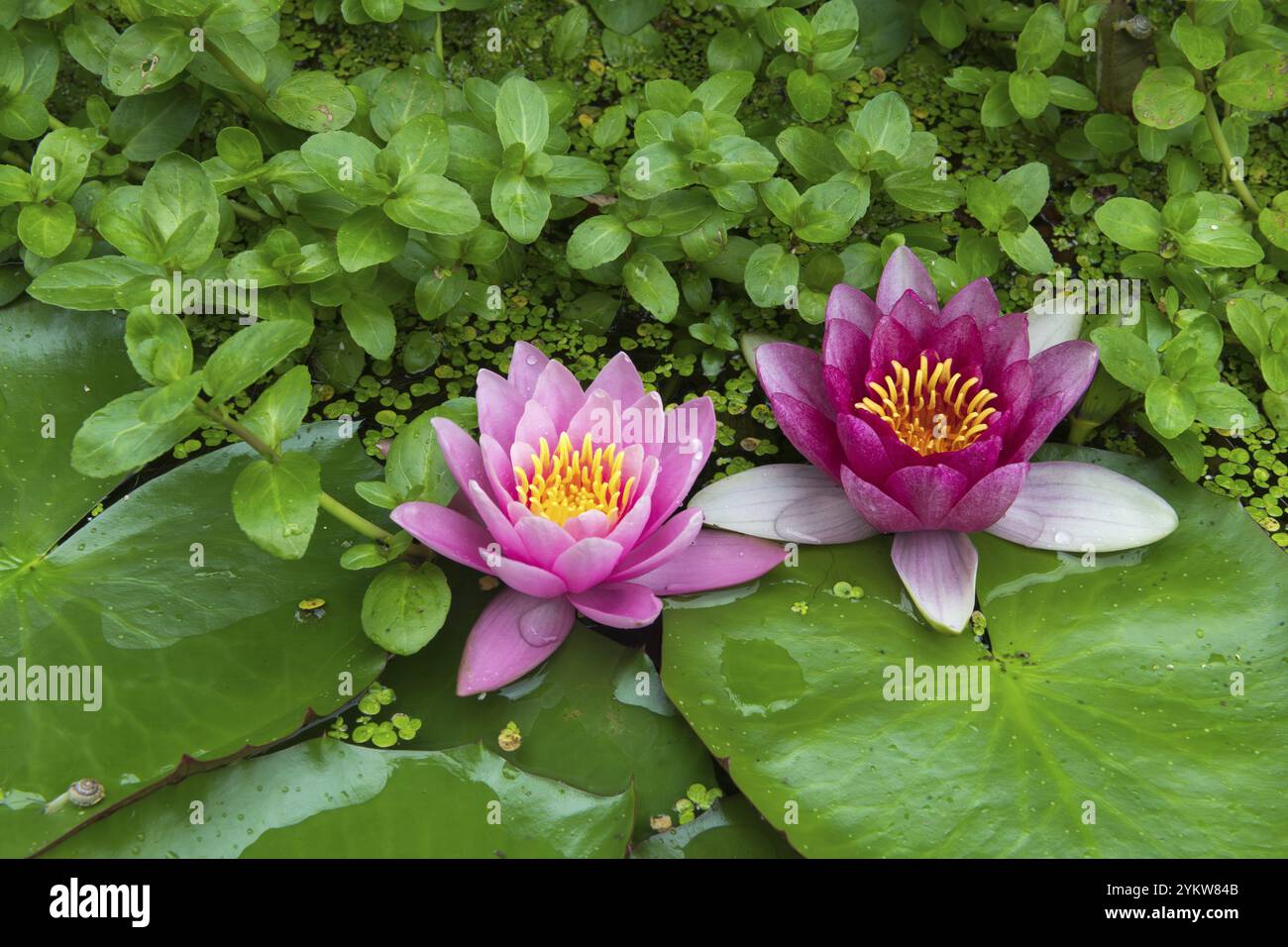 Ninfee rosse e rosa (Nymphaea) su foglie verdi in un laghetto, alghe d’anatra, rosa, Baden-Wuerttemberg, Germania, Europa Foto Stock