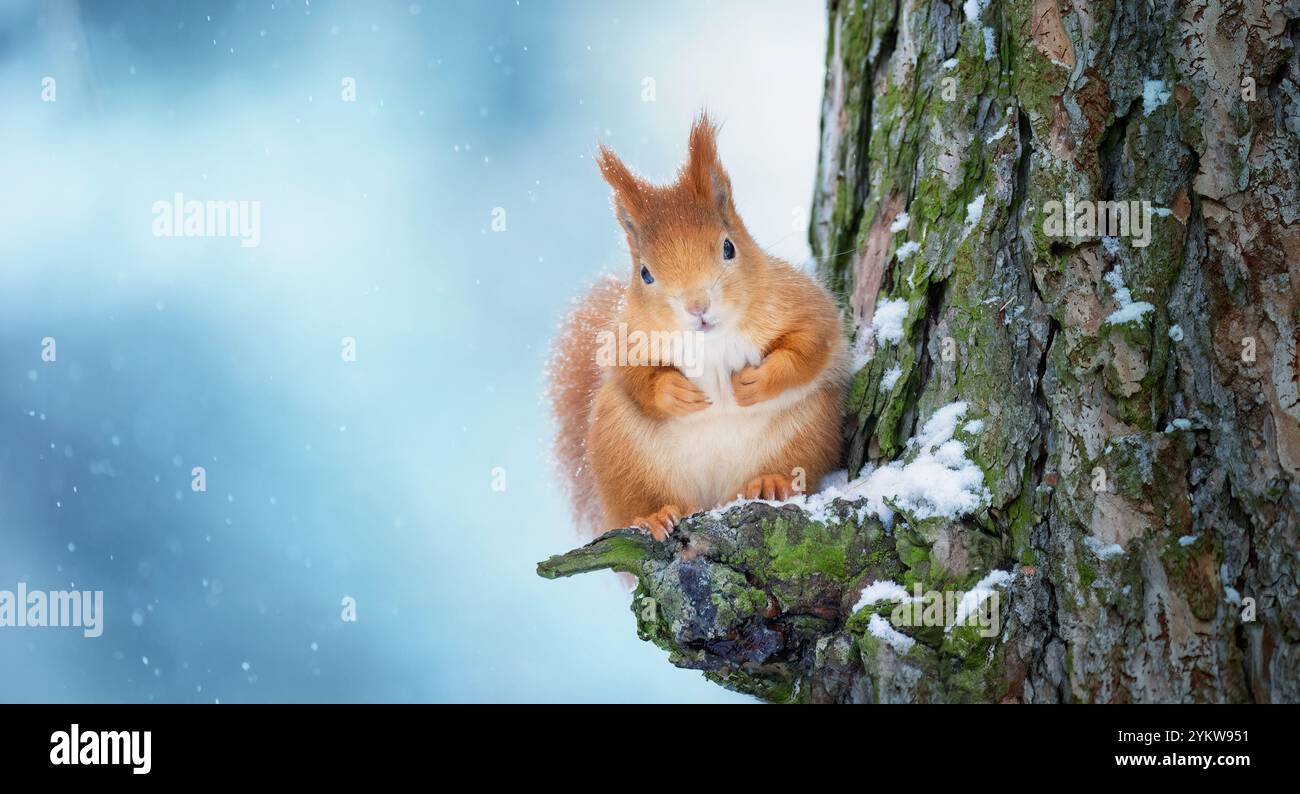 Scoiattolo seduto in un albero in inverno e alla ricerca di cibo, la migliore foto. Foto Stock