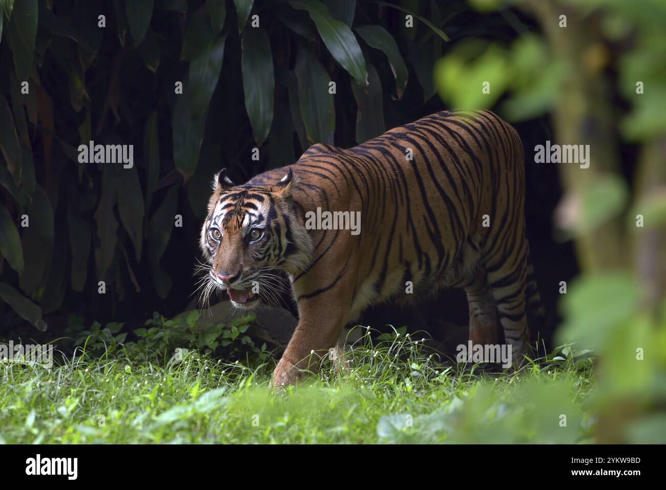 Ritratto di una tigre di sumatra maschile Foto Stock