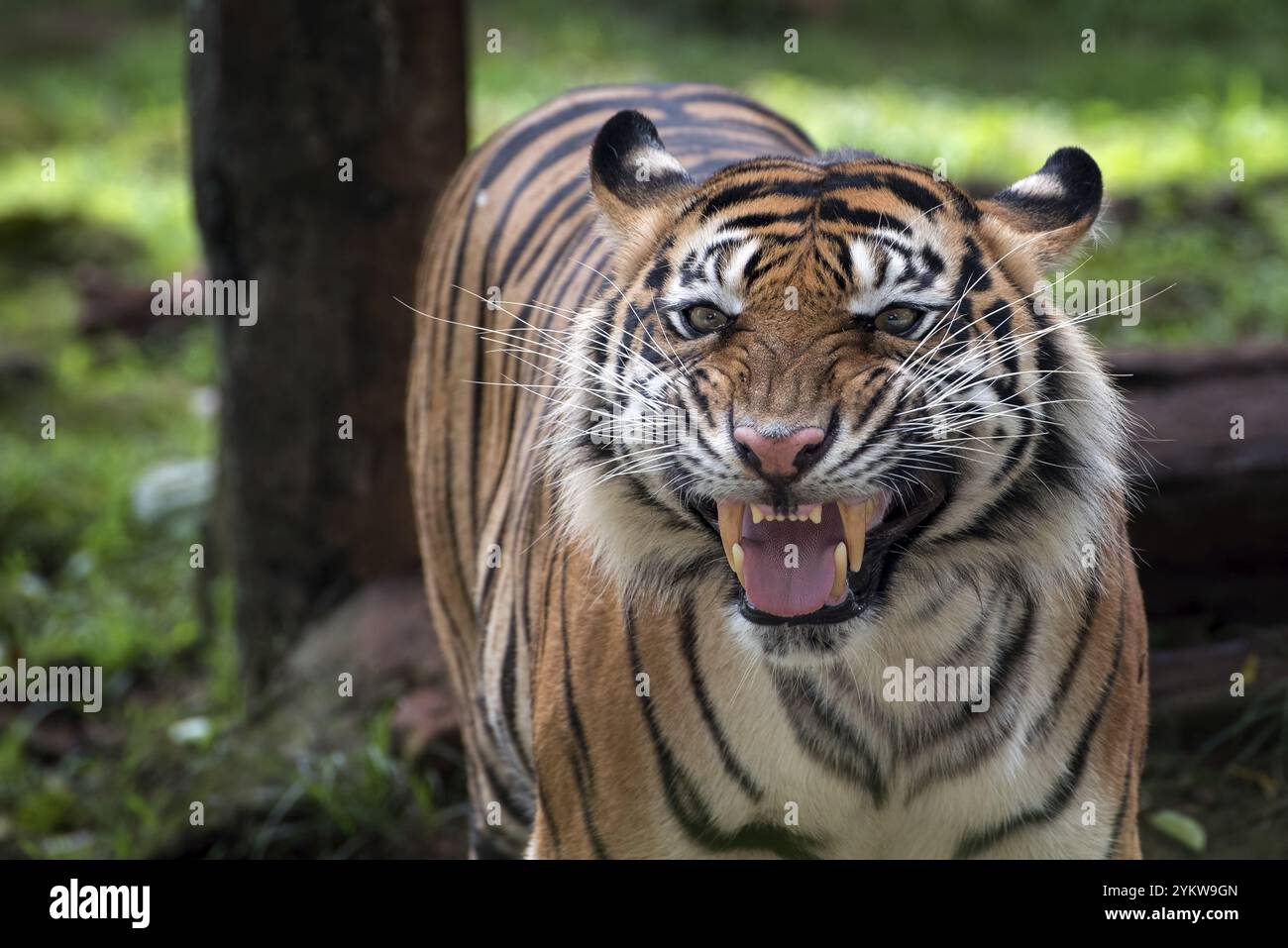 Una tigre dal volto strano Foto Stock