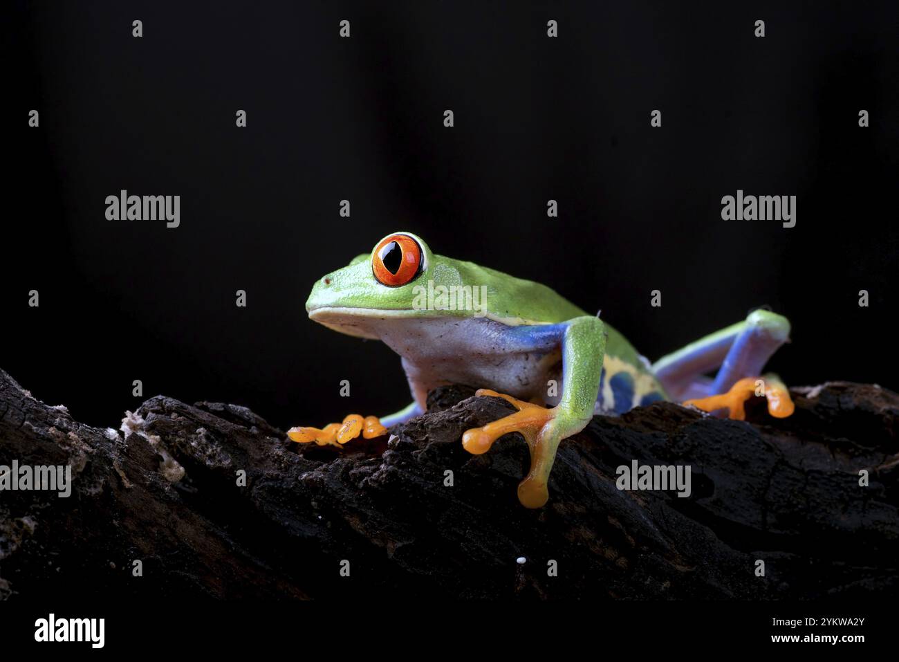Rana arborea dagli occhi rossi su sfondo nero Foto Stock