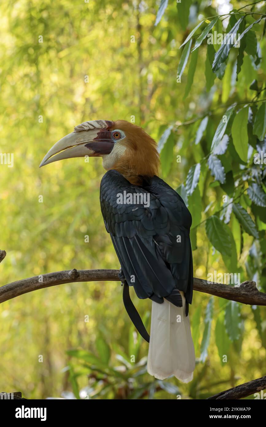 Hornbill avvolto da una corona in un ambiente splendido Foto Stock