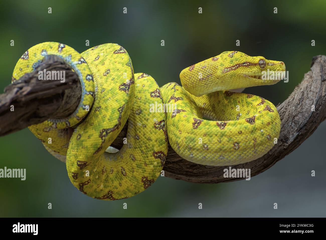 Albero verde Phyton Foto Stock