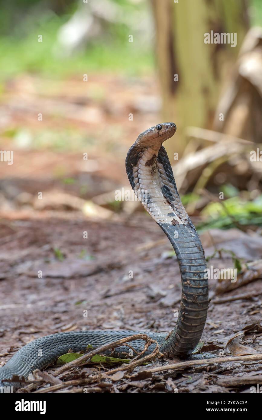 Il re cobra alza la testa Foto Stock