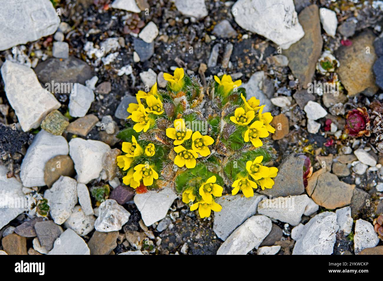 draba alpina / erba bianca alpina (Draba alpina) pianta perenne solitaria in fiore sulla tundra in estate, Svalbard / Spitsbergen, Norvegia Foto Stock