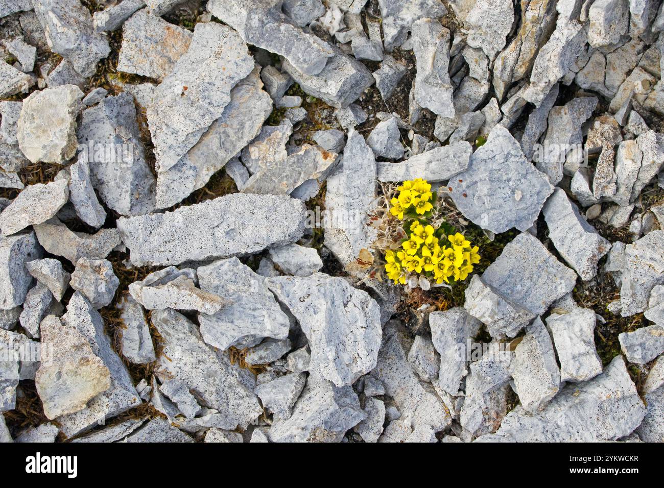 draba alpina / erba bianca alpina (Draba alpina) pianta perenne solitaria in fiore sulla tundra in estate, Svalbard / Spitsbergen, Norvegia Foto Stock