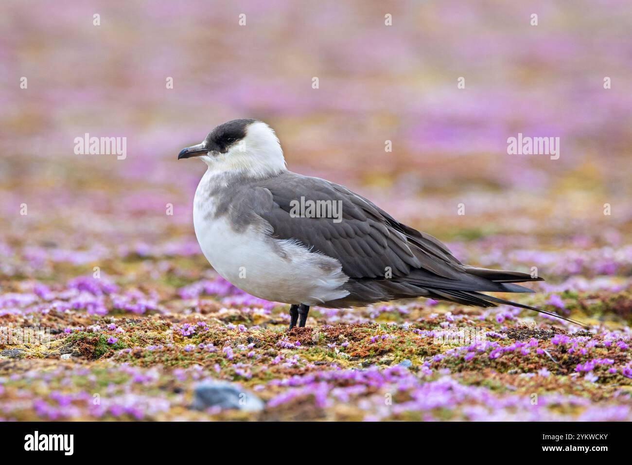 skua artico / skua parassita / jaeger parassita (Stercorarius parasiticus) adulto che riposa sulla tundra fiorita in estate, Svalbard / Spitsbergen Foto Stock