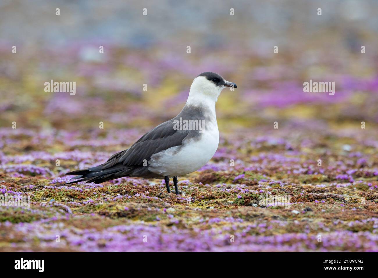 skua artico / skua parassita / jaeger parassita (Stercorarius parasiticus) adulto che riposa sulla tundra fiorita in estate, Svalbard / Spitsbergen Foto Stock