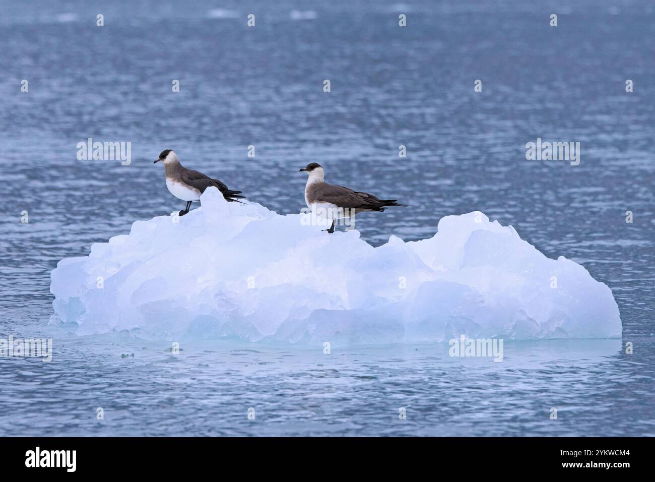 Due skua artici / skua parassita / jaeger parassiti / jaeger artico (Stercorarius parasiticus) che riposano sul ghiaccio in estate, Svalbard / Spitsbergen Foto Stock