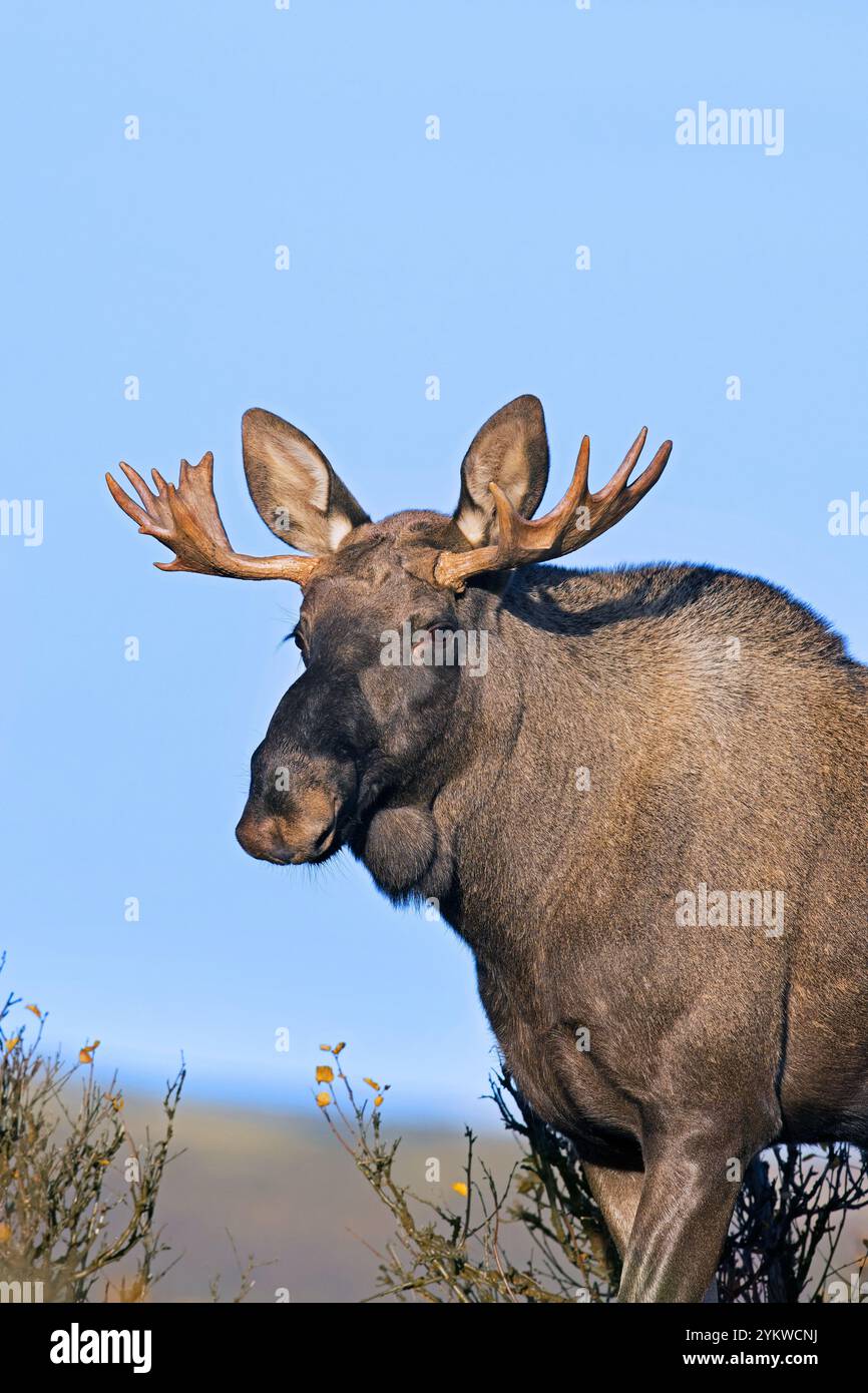Alce/alce (Alces alces), giovane toro/maschio con piccole corna che si forgia sulla tundra in autunno/autunno, Svezia, Scandinavia Foto Stock