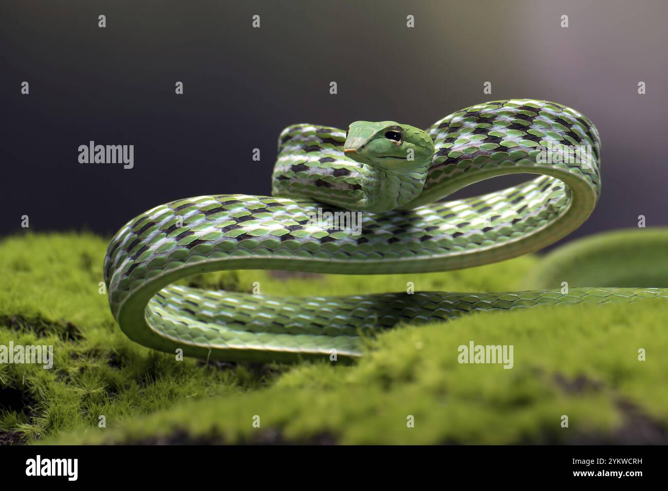 Serpente verde della vite in posizione di attacco Foto Stock