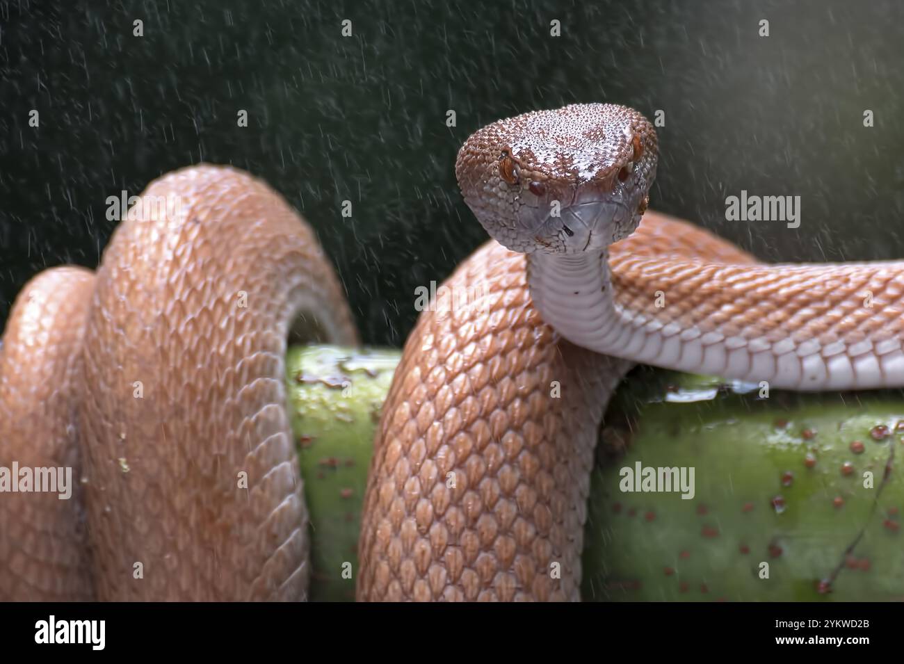 Vipera di buca di mangrovie con preda Foto Stock