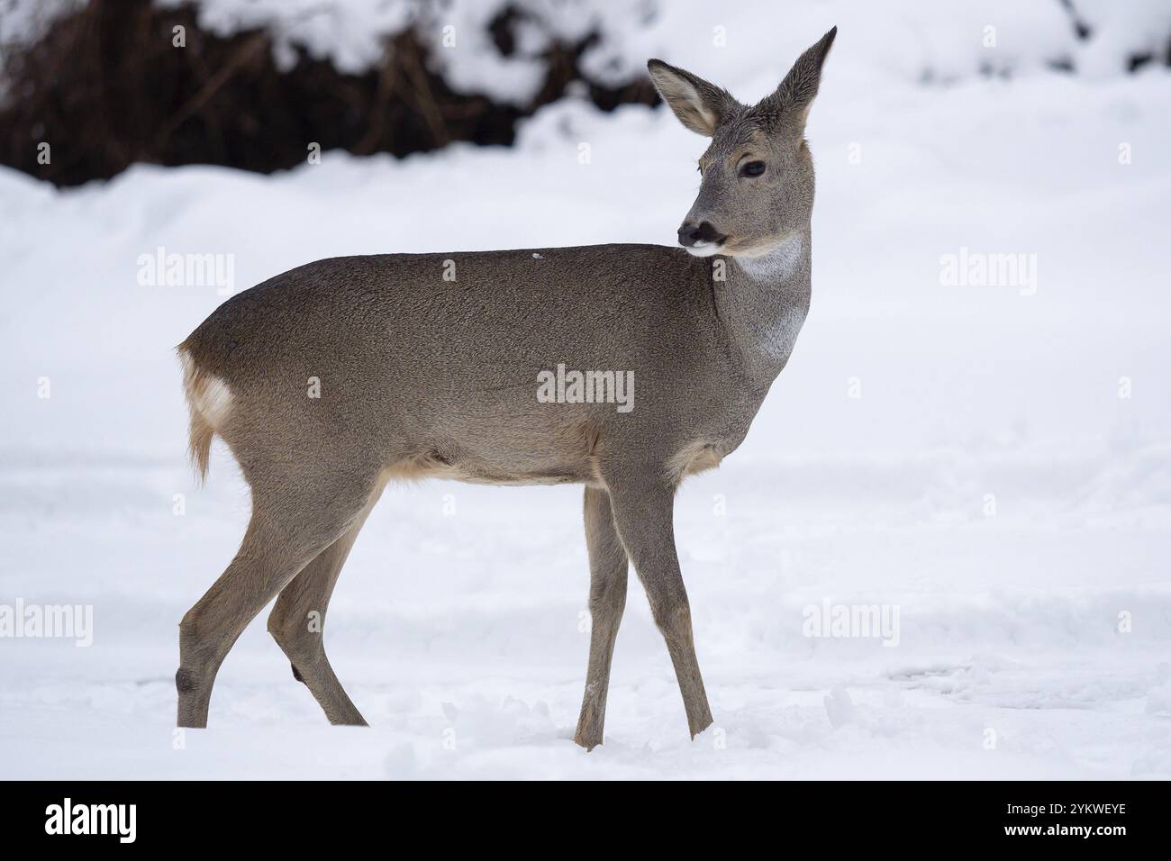 Capriolo selvatico nella neve. Capreolus capreolus Foto Stock