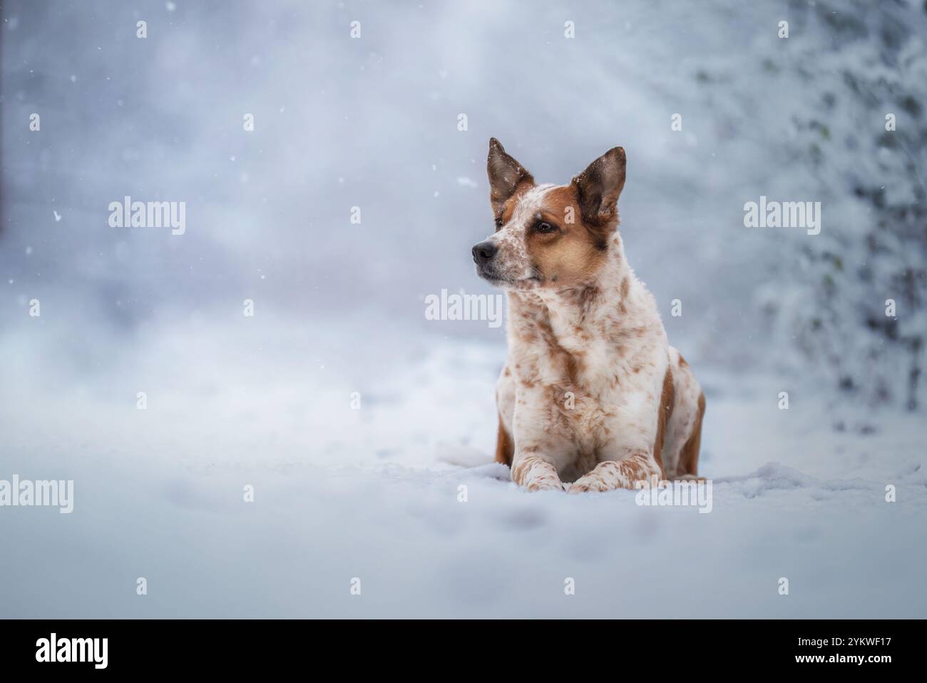 Cane di inverno Foto Stock