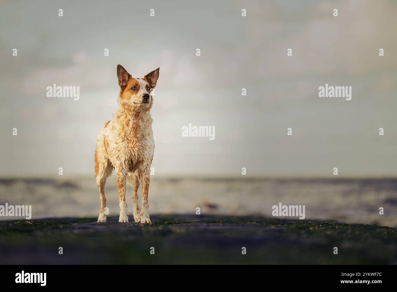 Cane di mare Foto Stock