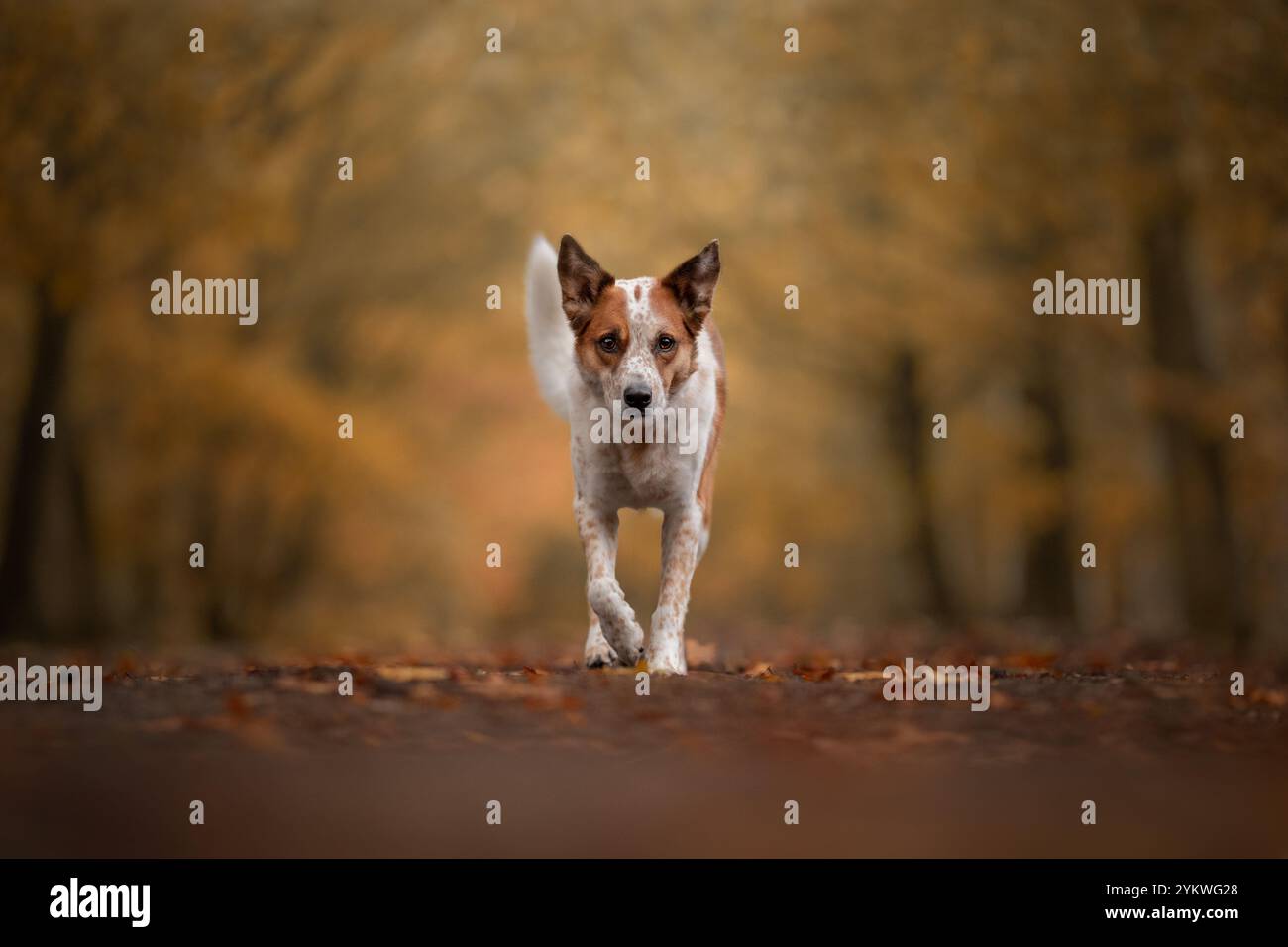 Cane in autunno Foto Stock