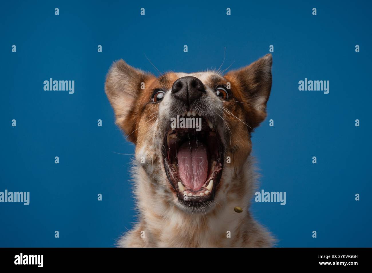 Cane da studio Foto Stock