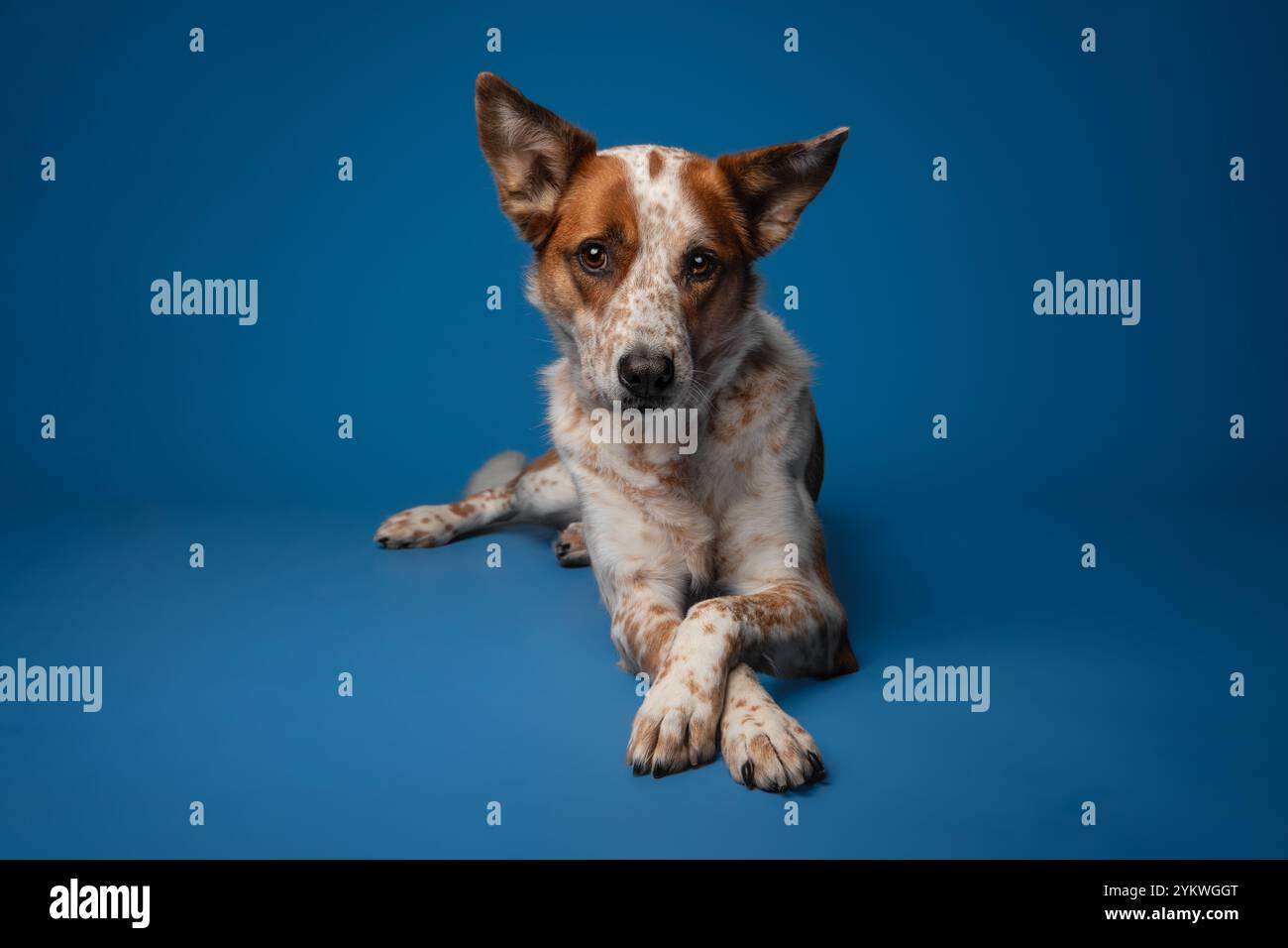 Cane da studio Foto Stock