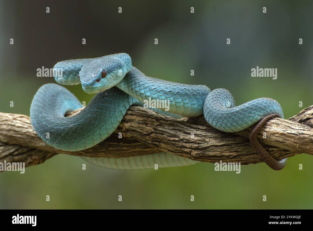 La vipera dalle labbra bianche, è una specie velenosa di viper endemica del sud-est asiatico Foto Stock