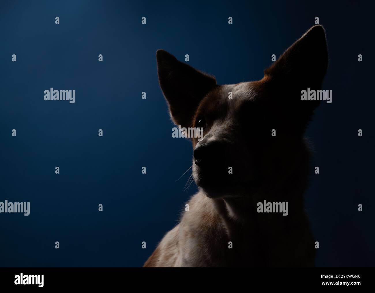 Cane da studio Foto Stock