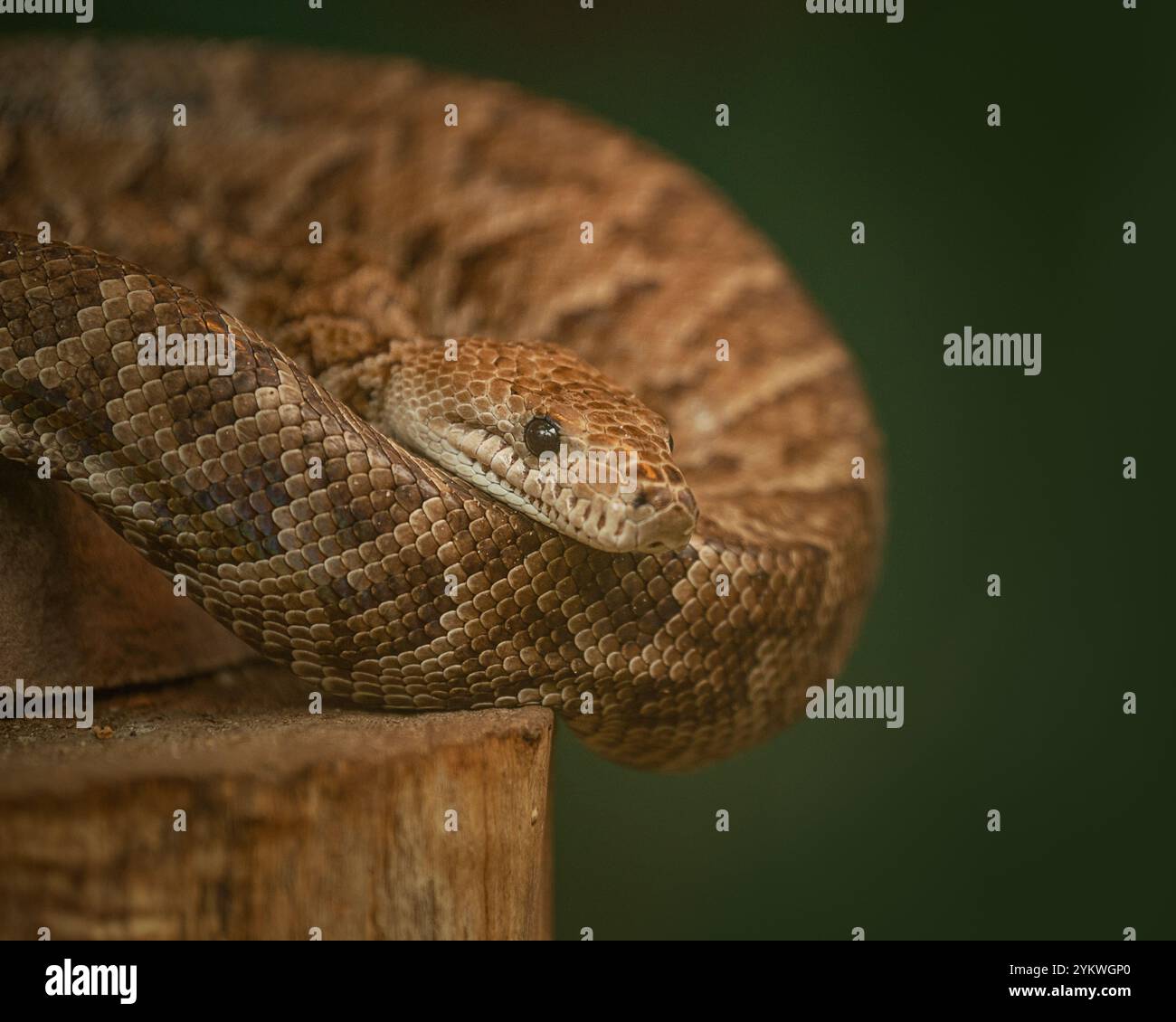 Serpente Foto Stock