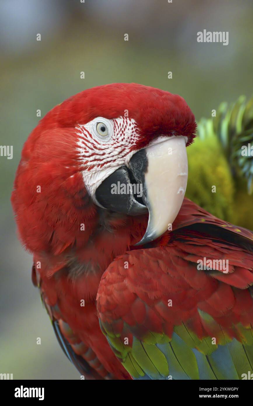 Primo piano foto di pappagalli macaw Foto Stock