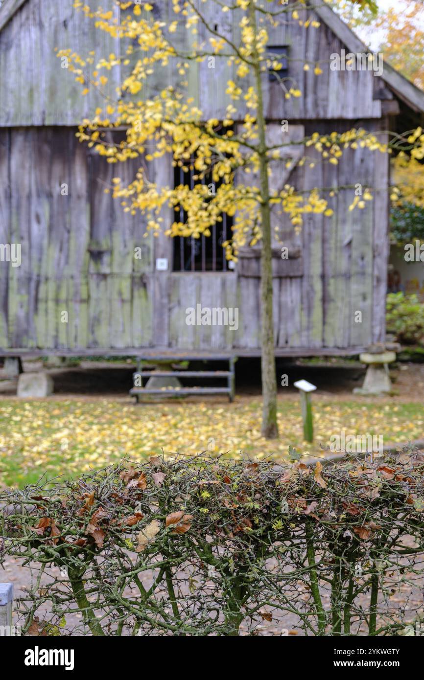 Una vecchia casa in legno circondata da foglie e alberi autunnali cadenti, Borken, muensterland, germania Foto Stock Una vecchia casa in legno circondata da foglie e alberi autunnali cadenti, Borken, muensterland, germania Foto Stock