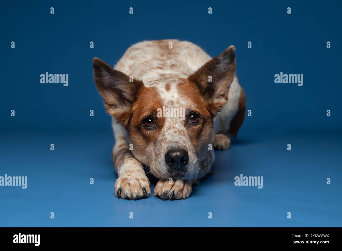 Cane nello studio Foto Stock