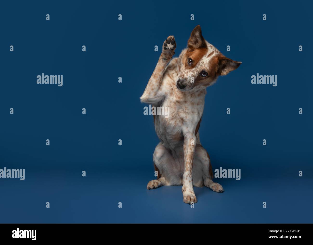 Cane nello studio Foto Stock