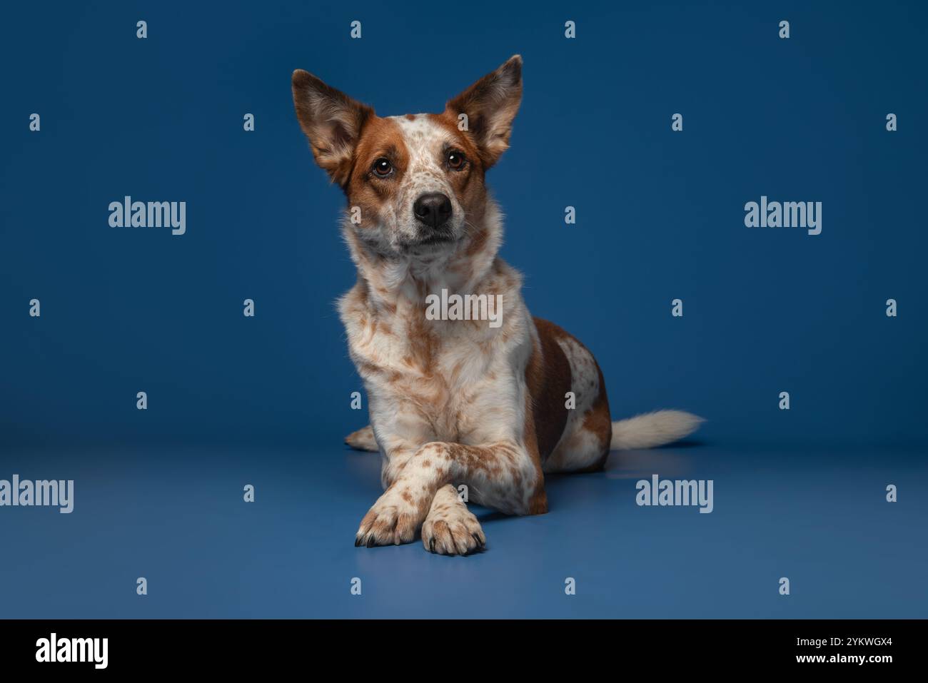 Cane nello studio Foto Stock