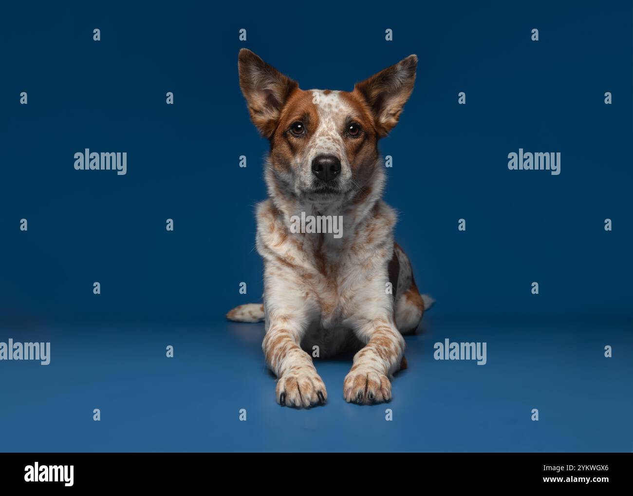 Cane nello studio Foto Stock