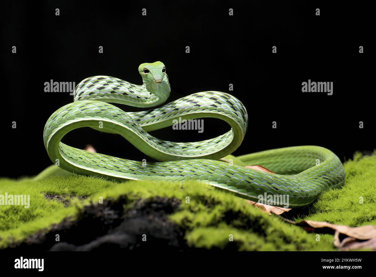 Serpente verde della vite in posizione di attacco Foto Stock