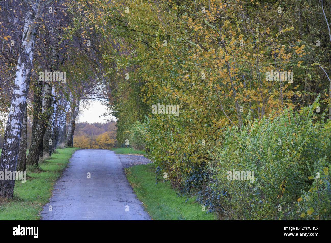 Percorso autunnale attraverso un viale di alberi con fogliame sovrastante, borken, vestfalia, germania Foto Stock