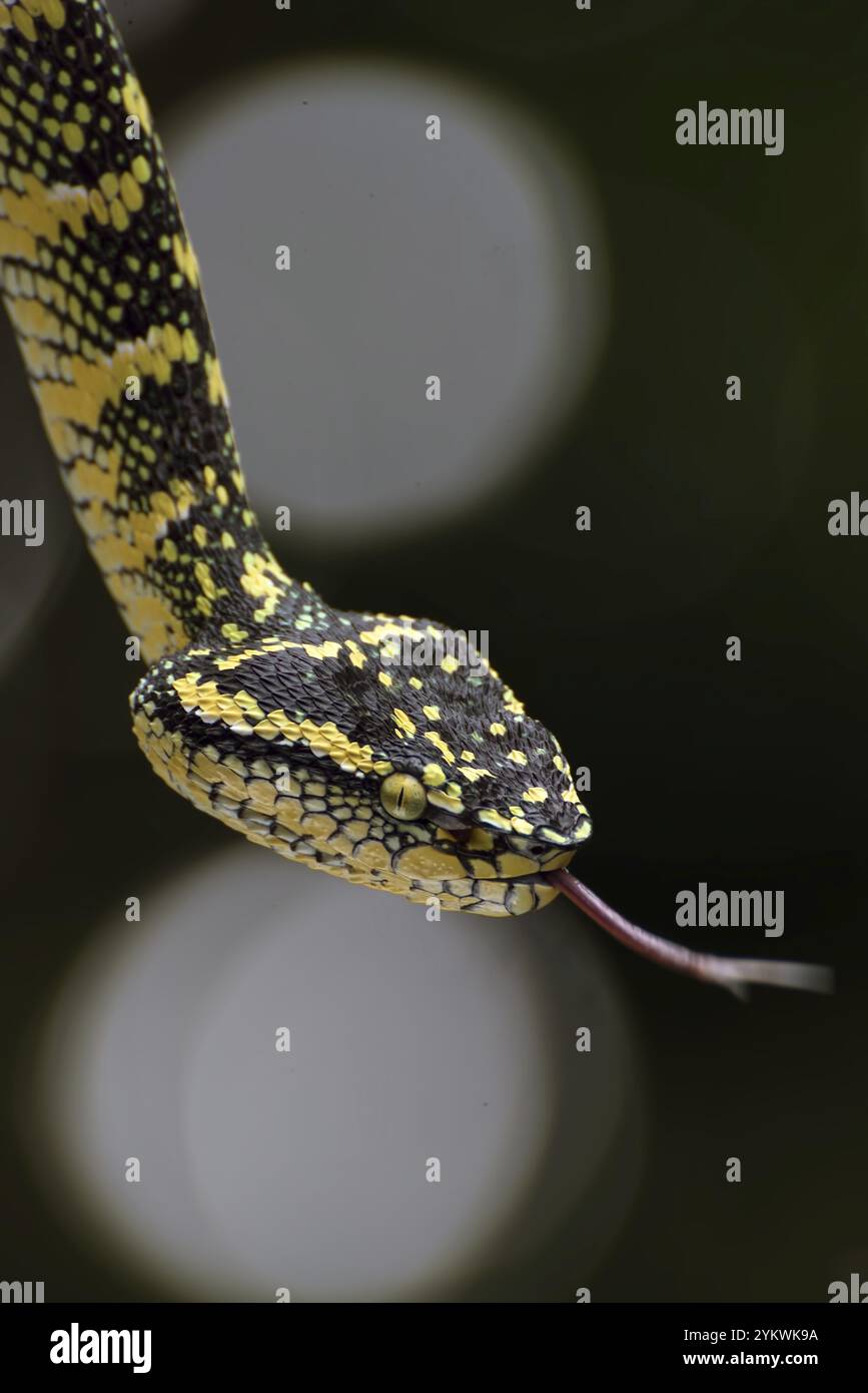 Il vipera della fossa di Wagler sul ramo dell'albero Foto Stock