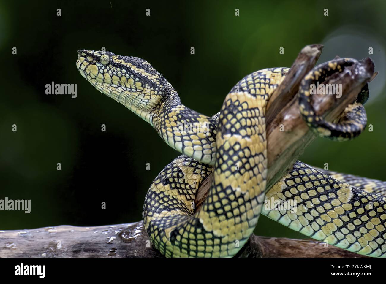 viper a labbra bianca (Trimeresurus insularis) su sfondo nero Foto Stock